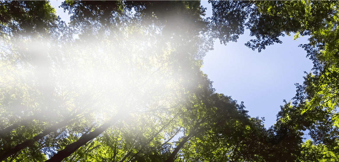 Une forêt en forme de cœur avec de la vapeur DMS émergeant, symbole de l'engagement de Laurastar pour un avenir durable.